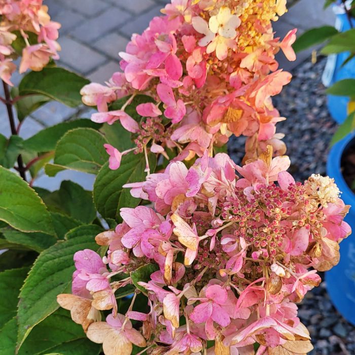 Hydrangea, Panicle 'Candelabra®' | Gertens Garden Center