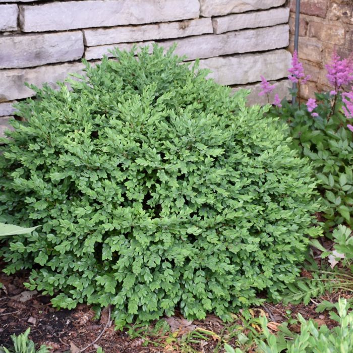 Buxus, Boxwood 'Chicagoland Green'