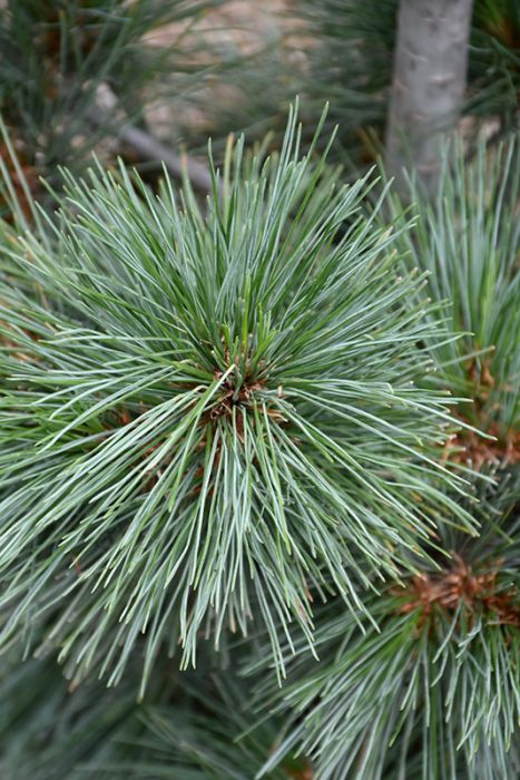 Silver Whispers Swiss Stone Pine | Gertens Garden Center