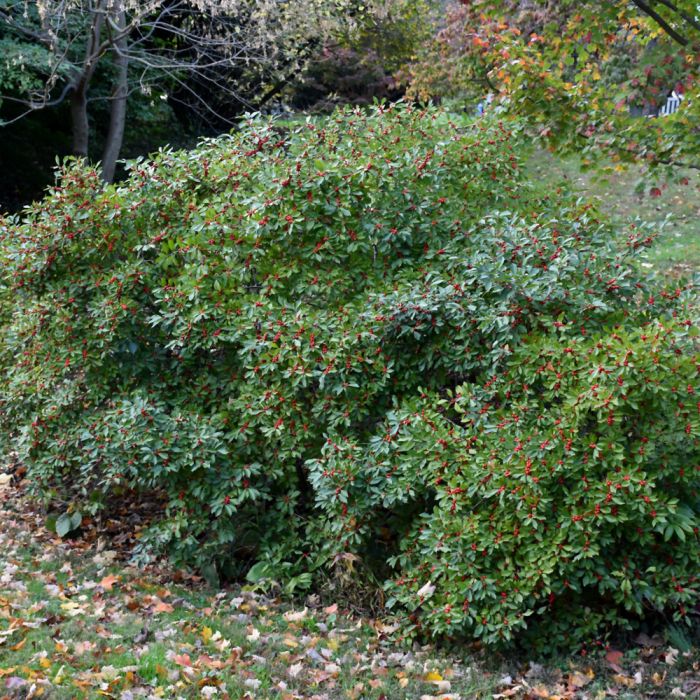 Red Sprite Winterberry | Gertens Garden Center