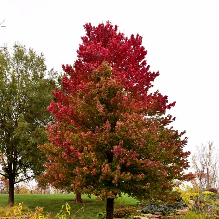 その他 red tree Buy Acer circinatum x palmatum 'Morton' Japanese Maple — Mr
