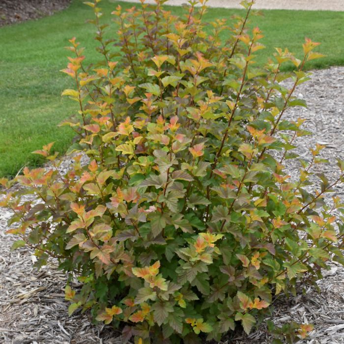 Physocarpus, Ninebark Shrub First Editions 'Amber Jubilee' - Thumbnail 5