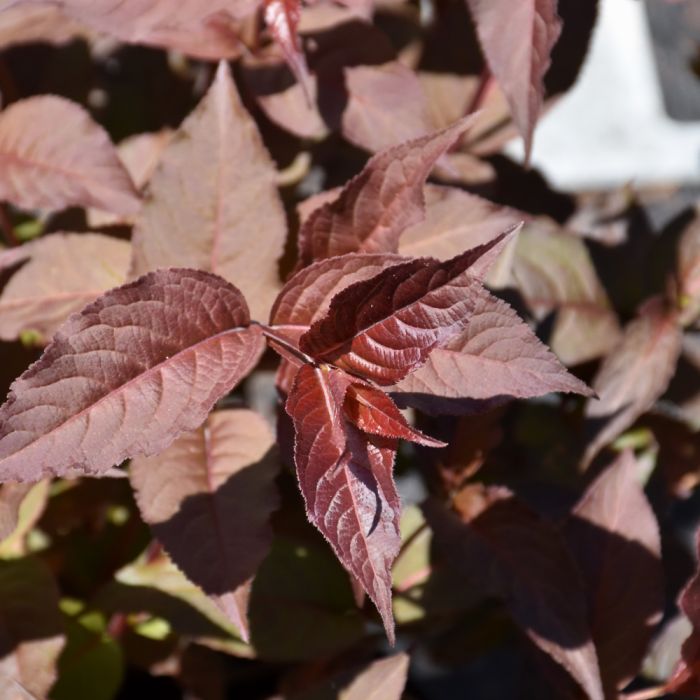 Diervilla, Splendens Bush Honeysuckle 'Firefly Nightglow' - Thumbnail 2