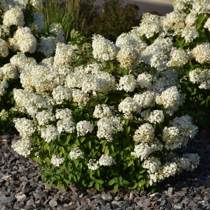 Hydrangea, Panicle 'Bobo'