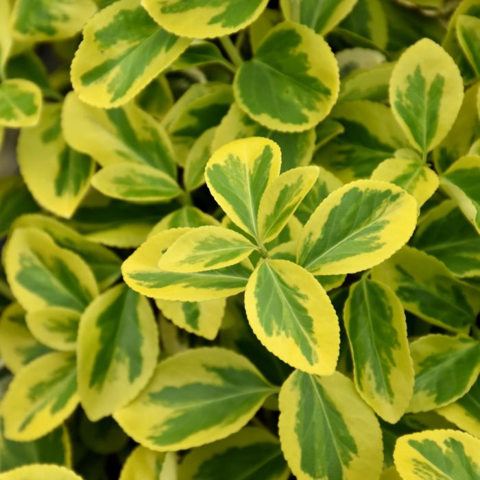 Euonymus, Wintercreeper 'Gold Splash' - Thumbnail 2