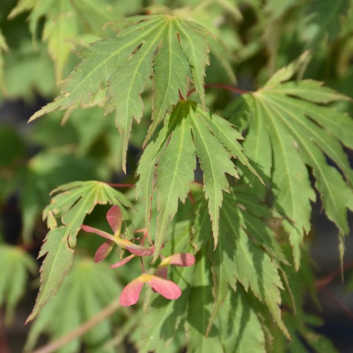 K-POP・アジア Maple Acer, Japanese x Korean Maple 'Northern Glow®' (Large