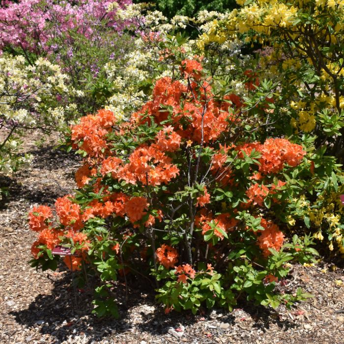 Rhododendron, Azalea 'Mandarin Lights' - Thumbnail 2