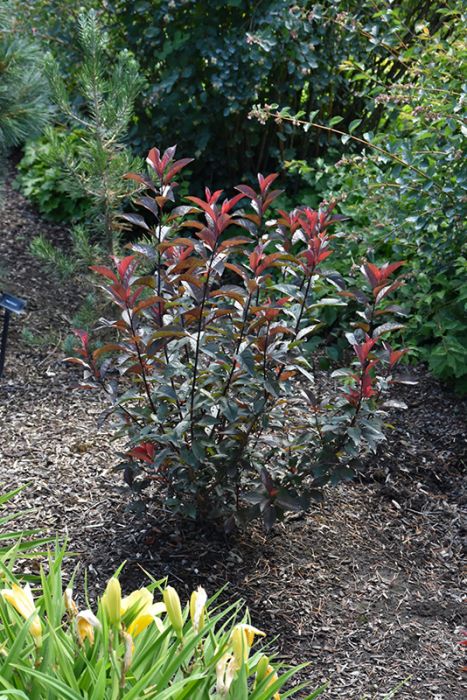 Physocarpus, Ninebark 'Darkstar' - Thumbnail 3