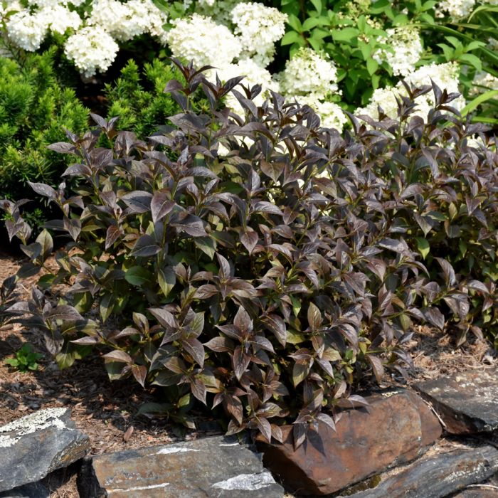 Weigela, Dark Foliage 'Tango' - Thumbnail 2