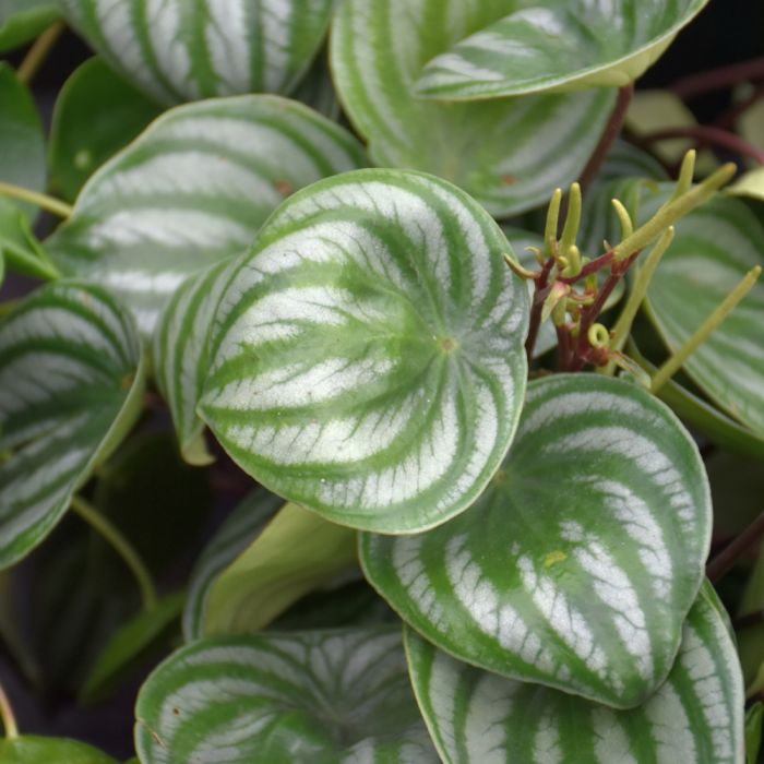 Peperomia argyreia variegata (Low Color) – Steve's Leaves