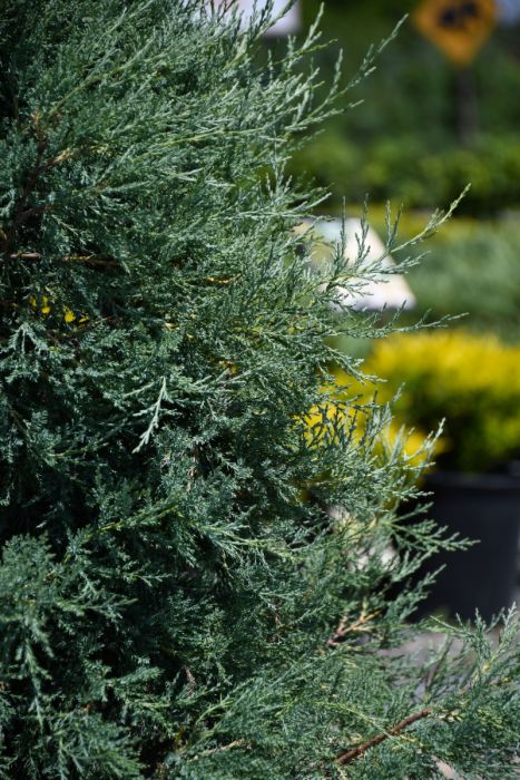 Juniperus, Rocky Mountain Juniper 'Medora' - Thumbnail 4