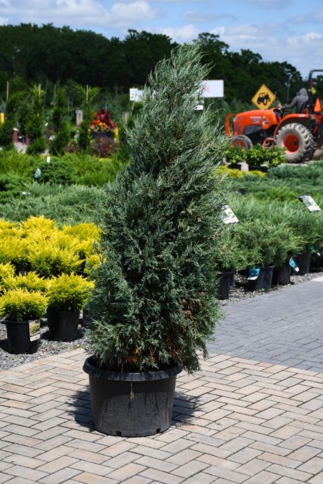 Juniperus, Rocky Mountain Juniper 'Medora' - Thumbnail 5