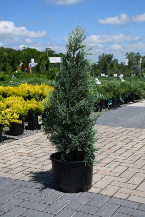 Juniperus, Rocky Mountain Juniper 'Medora'