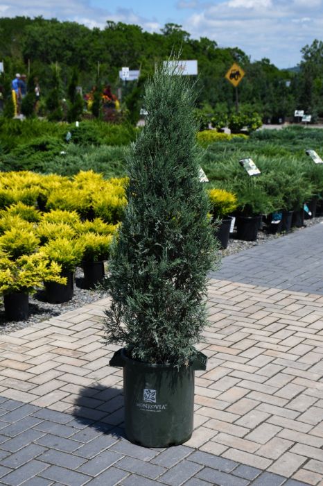 Juniperus, Rocky Mountain Juniper 'Medora' - Thumbnail 3