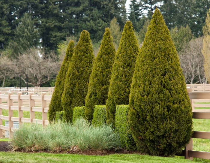 Juniperus, Chinese Juniper 'Spartan'