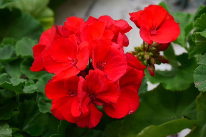 Geranium Zonal, Americana® 'Dark Red' Patio Planter | Gertens ...