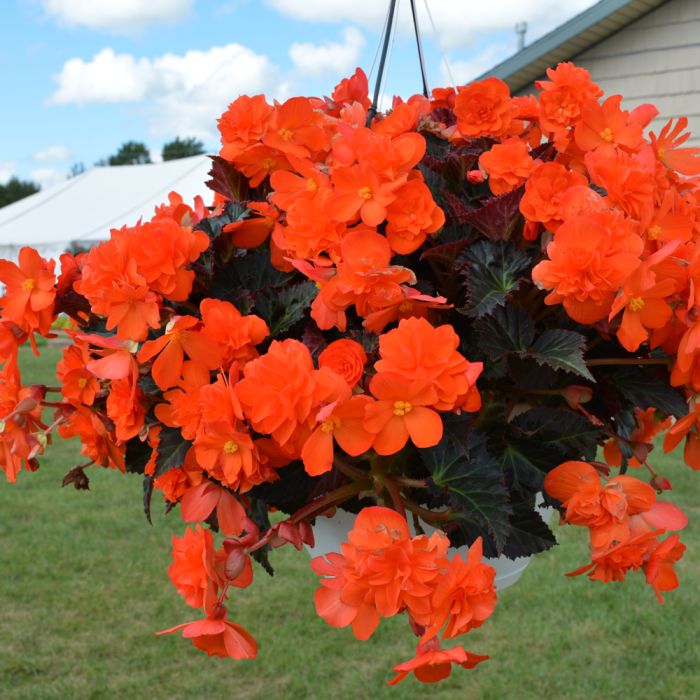 Begonia I'Conia Portofino Hot Orange | Gertens Garden Center