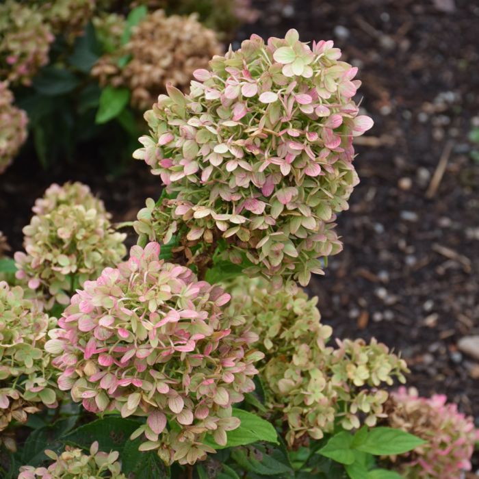Hydrangea, Panicle 'Little Lime' - Thumbnail 2
