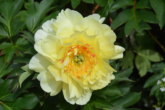 Paeonia, Itoh Peony 'Bartzella' | Gertens Garden Center