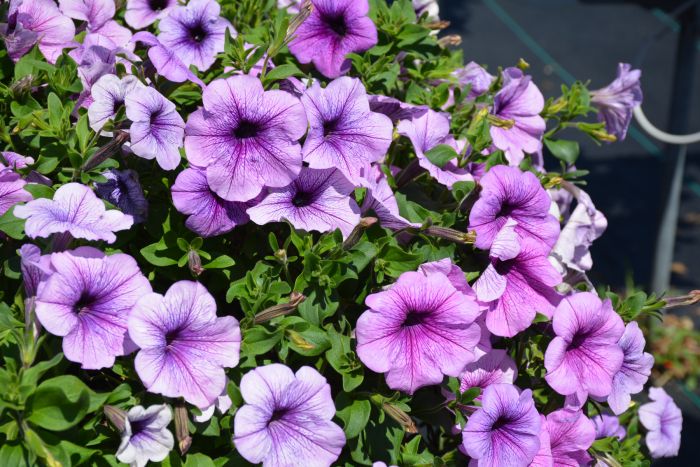 Petunia, Easy Wave® 'Plum Vein' | Gertens Garden Center