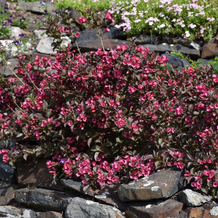 Weigela, Dark Foliage 'Tango' - Thumbnail 3