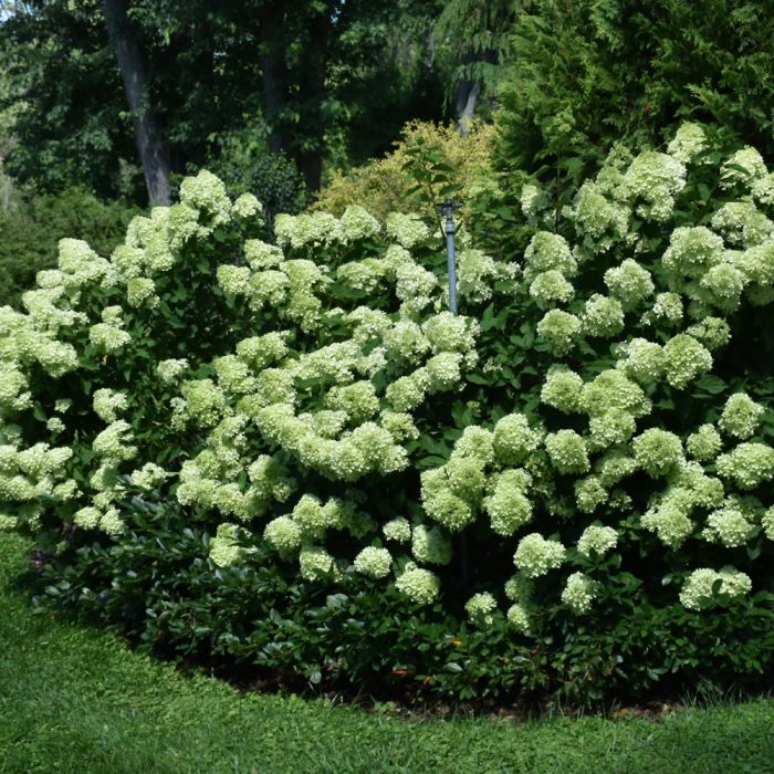 Hydrangea, Panicle 'Little Lime' - Thumbnail 3