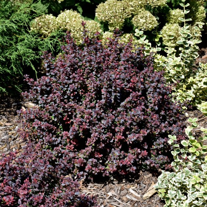 Sunjoy Todo Barberry | Gertens Garden Center