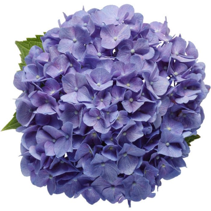 Hydrangea, Bigleaf 'Let's Dance® Blue Jangles' | Gertens