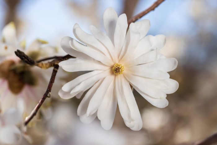 Magnolia, Star Magnolia 'First Editions® Centennial Blush