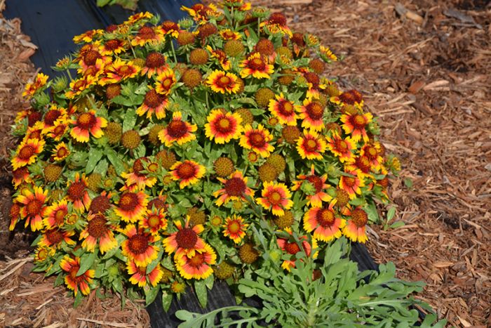 Gaillardia Blanket Flower Mesa Bright Bicolor Gertens Garden Center