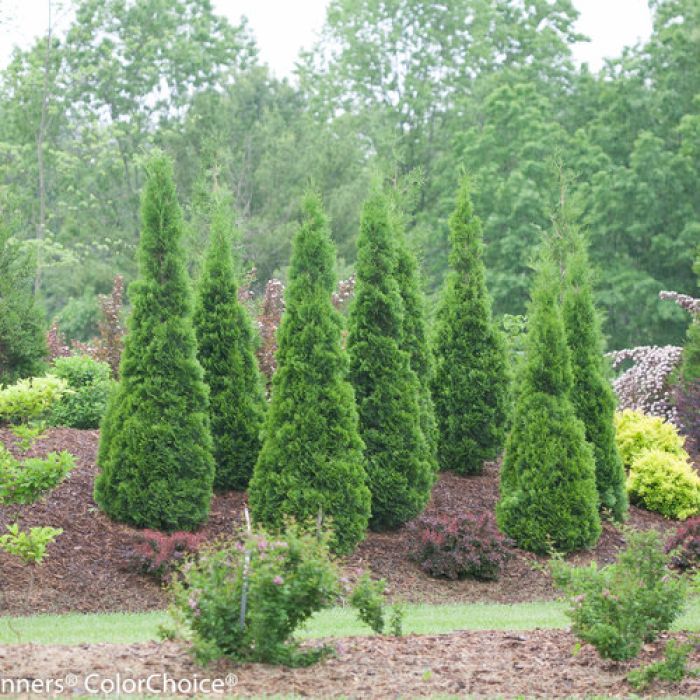 Thuja, Arborvitae 'North Pole' - Thumbnail 3