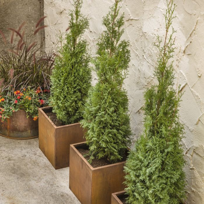 Thuja, Arborvitae 'North Pole'