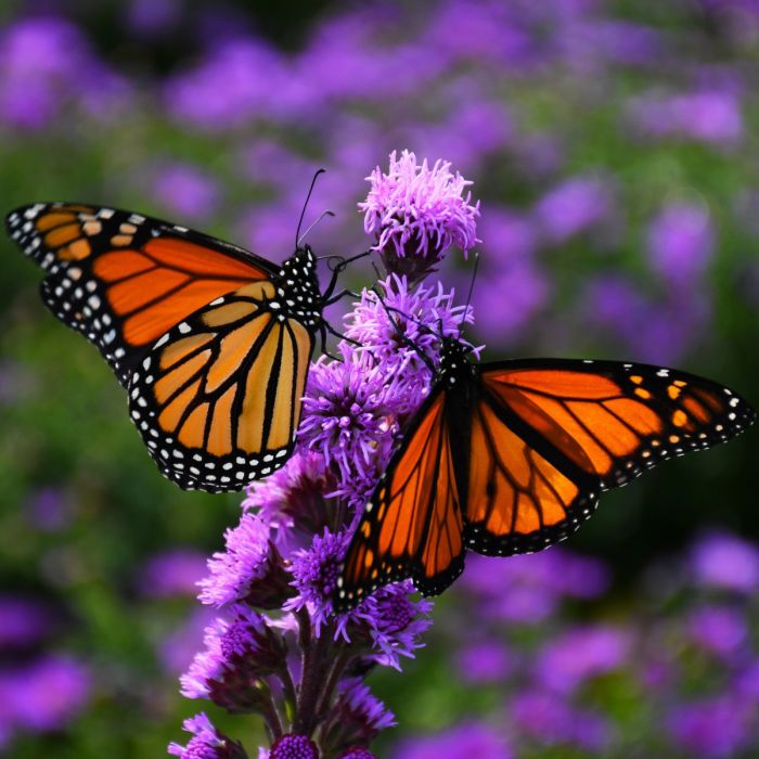 Meadow Blazingstar | Gertens Garden Center