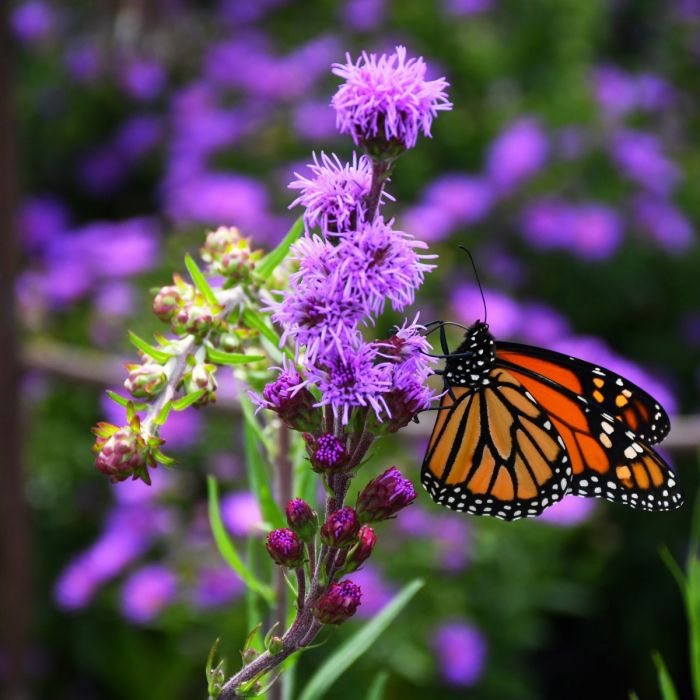 Meadow Blazingstar | Gertens Garden Center