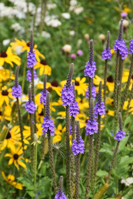 Verbena, Hoary Vervain 'Minnesota Native' | Gertens Garden Center