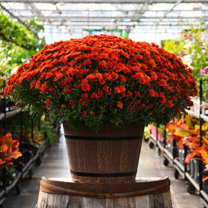 16" Pot