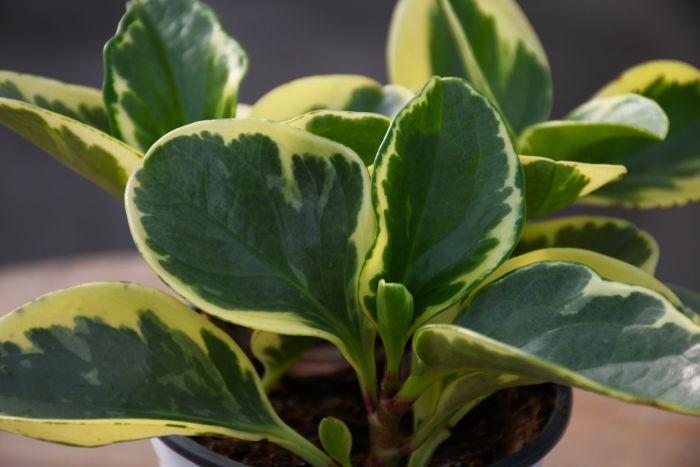 Buy Variegated Peperomia Plants Online | Garden Goods Direct