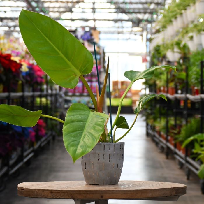 4"" Pot