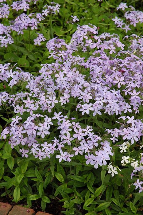 Phlox, Woodland 'Blue'