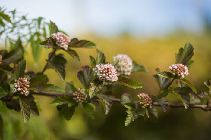 Physocarpus, Ninebark Tree 'First Editions® Amber Jubilee