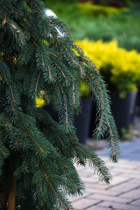 Picea, White Spruce 'Weeping'