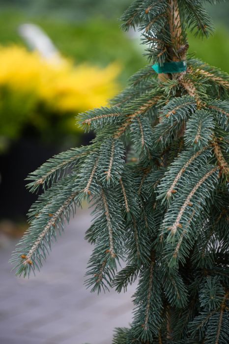 Picea, White Spruce 'Weeping' - Thumbnail 4