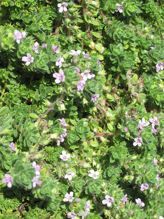 Thyme  Pink Chintz' thyme - Fine Gardening