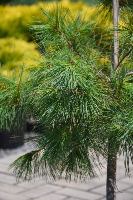 Eastern White Pine | Gertens Garden Center