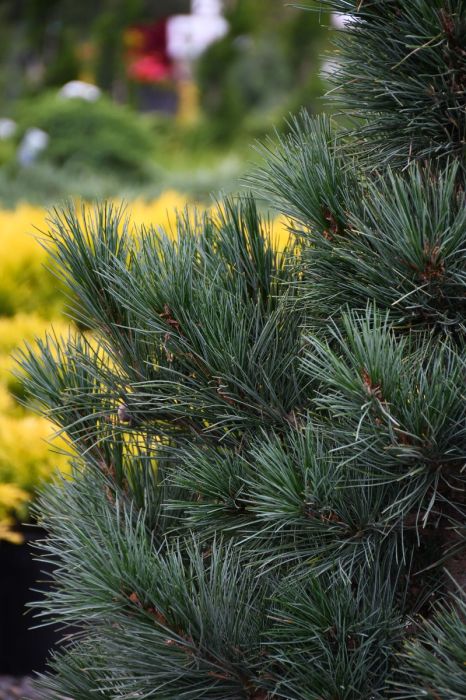 Prairie Statesman Swiss Stone Pine | Gertens Garden Center