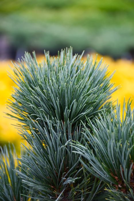 Swiss Stone Pine | Gertens Garden Center