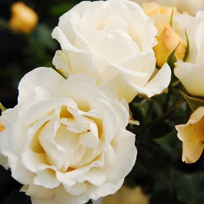 フラワー・ガーデニング FTR 3500 Popcorn Drift Rose | Gertens Garden Center