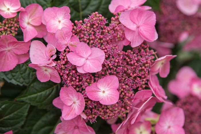 ♡aromantic hydrangea♡ Hydrangea_pinky_pollen_ring_ar