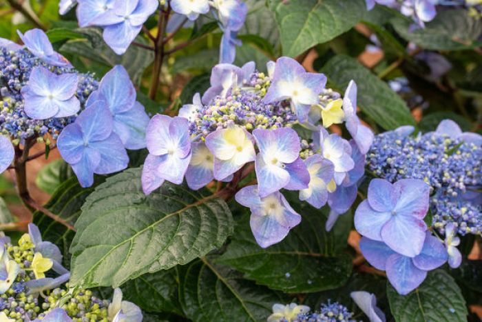 Hydrangea, Bigleaf 'Endless Summer® Pop Star™' | Gertens Garden Center