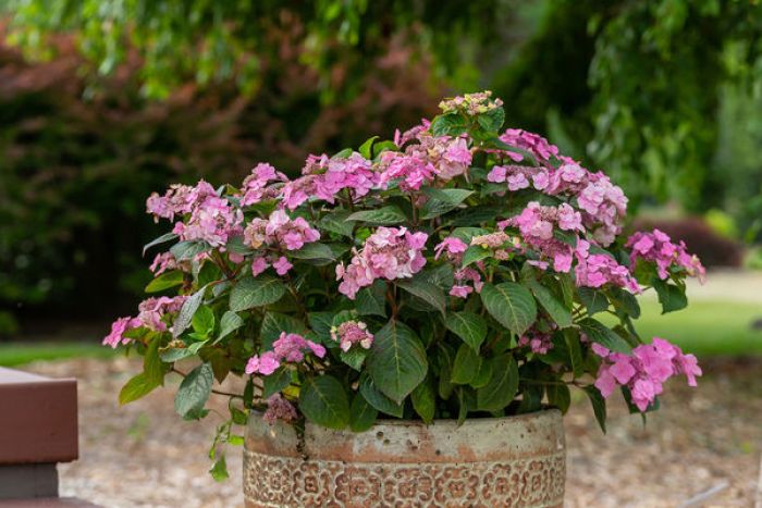 Hydrangea, Bigleaf 'Endless Summer® Pop Star™' | Gertens Garden Center